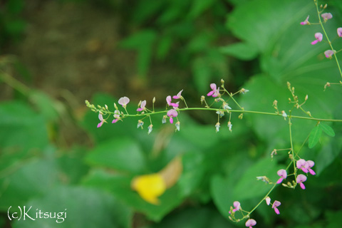 小さい花
