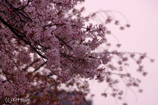 近所の桜1