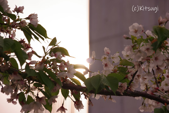 近所の桜6